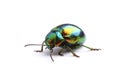 Mint Leaf Beetle (Chrysolina herbacea) isolated on white Royalty Free Stock Photo