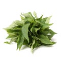 Mint leaf close-up Royalty Free Stock Photo