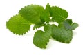 Mint leaf close up on a white background. Royalty Free Stock Photo