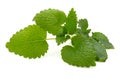 Mint leaf close up on a white background. Royalty Free Stock Photo