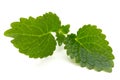 Mint leaf close up on a white background. Royalty Free Stock Photo