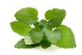 Mint leaf close up on a white background. Royalty Free Stock Photo