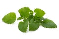 Mint leaf close up on a white background. Royalty Free Stock Photo