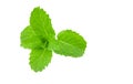 Mint leaf close up on a white background Royalty Free Stock Photo