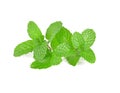 Mint leaf close up on a white background. Royalty Free Stock Photo