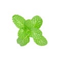 Mint leaf close up on a white background. Royalty Free Stock Photo
