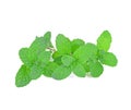 Mint leaf close up on white background Royalty Free Stock Photo