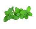 Mint leaf close up on white background Royalty Free Stock Photo