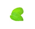 Mint leaf close up on a white background Royalty Free Stock Photo