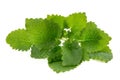 Mint leaf close up on a white background. Royalty Free Stock Photo