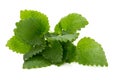 Mint leaf close up on a white background. Royalty Free Stock Photo