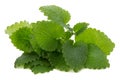 Mint leaf close up on a white background. Royalty Free Stock Photo