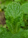 Mint Leaf Closeup Shot In The Garden