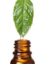 Mint leaf with drop of essential oil over bottle Royalty Free Stock Photo