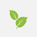 mint leaf element vector icon. green mint leaves vector symbol