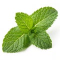 Mint leaf fresh mint isolated on transparent background Royalty Free Stock Photo
