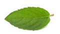 Mint leaf