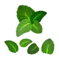 Mint Leaf Freshness Spice Herbal Plant Set Vector