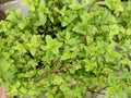 Mint leaf green plant close up mint tree leaf Royalty Free Stock Photo