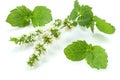 Mint leaf green plants on white background, peppermint aromatic properties of strong teeth