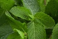 Mint leaf herb closeup