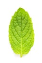 Mint leaf macro