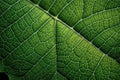 Mint Leaf Macro Texture: Green leaf texture wallpaper- macro close up in detail most popular. Royalty Free Stock Photo