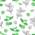 Mint leaf seamless pattern. Vector color illustration of green herb