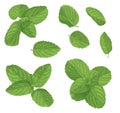 Mint leaf set