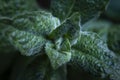 Mint leaf texture. Green fresh leaves of peppermint, mint, lemon balm close-up macro shot. Ecology natural layout. Mint leaves Royalty Free Stock Photo