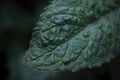 Mint leaf texture. Green fresh leaves of peppermint, mint, lemon balm close-up macro shot. Ecology natural layout. Mint leaves Royalty Free Stock Photo