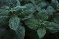 Mint leaf texture. Green fresh leaves of peppermint, mint, lemon balm close-up macro shot. Ecology natural layout. Mint leaves Royalty Free Stock Photo