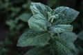 Mint leaf texture. Green fresh leaves of peppermint, mint, lemon balm close-up macro shot. Ecology natural layout. Mint leaves Royalty Free Stock Photo