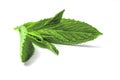 Mint leaf on white background