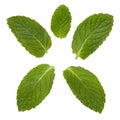 Mint Leaves Royalty Free Stock Photo
