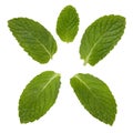 Mint Leaves