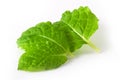 Mint leaves Royalty Free Stock Photo