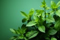 Mint leaves arranged against a soft green background, offering room for text