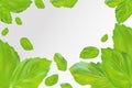 Mint leaves background. Flying green mint on transparent background. Aromatic fresh mint in motion. Packing design of