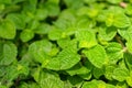 Mint leaves background Royalty Free Stock Photo