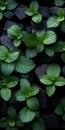 Mint Leaves On Black Wall: Emotive Fields Of Color And Raw Vulnerability