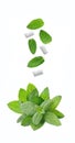 Mint leaves and chewing gum falling on fresh mint Royalty Free Stock Photo