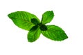 Mint leaves