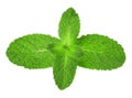 Mint leaves close-up isolated on a white background Royalty Free Stock Photo