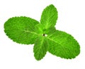 Mint leaves close-up isolated on white background Royalty Free Stock Photo