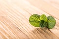 Mint leaves close-up Royalty Free Stock Photo