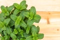 Mint leaves close up on wooden background Royalty Free Stock Photo