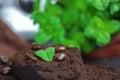 Mint leaves on coffee grounds Royalty Free Stock Photo