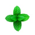 Mint leaves 3d realistic vector icon isolated