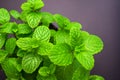 Fresh mint leaves on a dark background. Copy space.